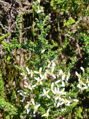 Olearia algida, photograph 1