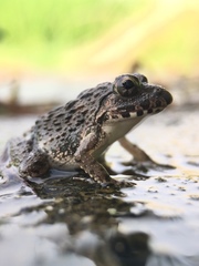 Fejervarya kawamurai