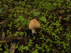 Verrucosporaceae