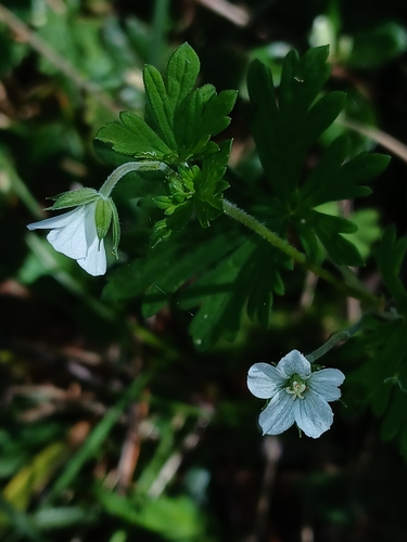 Image of Geranium potentilloides by (c) naturewatchwidow, some rights reserved (CC BY)