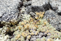 Draba subumbellata