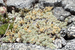 Draba subumbellata