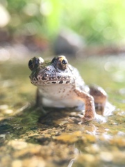 Fejervarya kawamurai