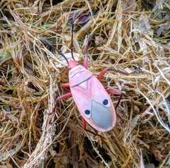Probergrothius nigricornis