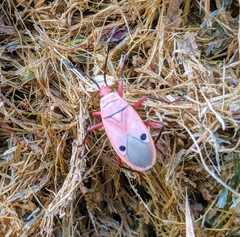 Probergrothius nigricornis