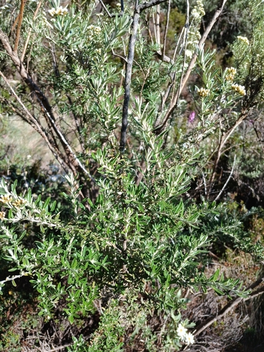 Image of Ozothamnus secundiflorus by (c) Leon Perrie, some rights reserved (CC BY)