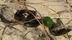 Helicops infrataeniatus