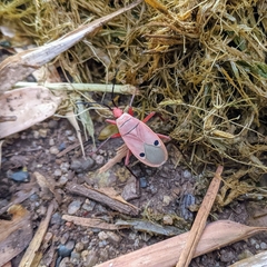 Probergrothius nigricornis