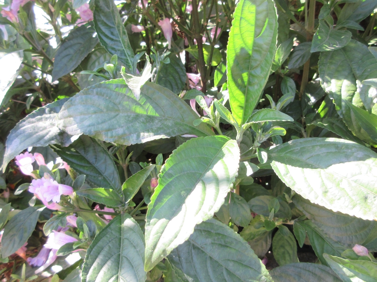 Strobilanthes cusia — ảnh 3