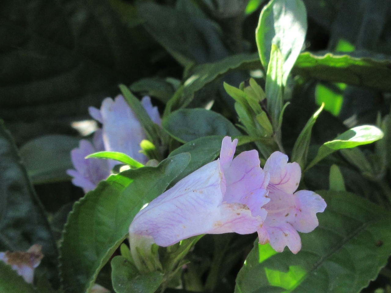 Strobilanthes cusia — ảnh 2
