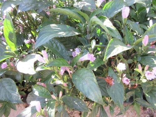 Strobilanthes cusia iNat (3)