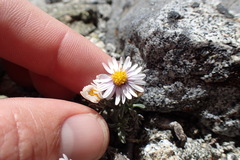 Erigeron pygmaeus
