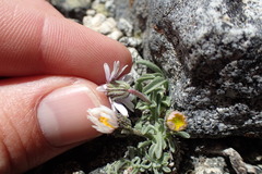 Erigeron pygmaeus