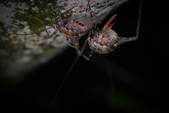 Pleioplectron hudsoni