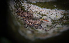 Pleioplectron hudsoni