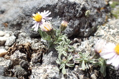 Erigeron pygmaeus