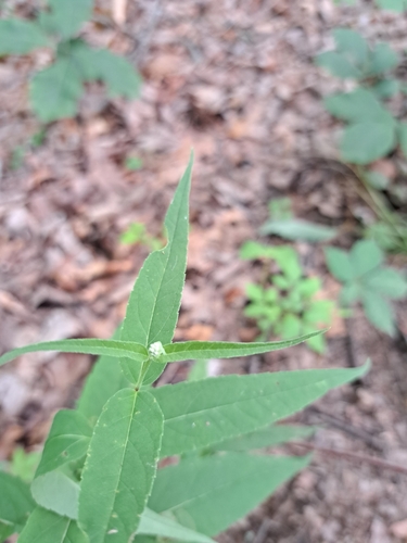 Image of Eupatorium sessilifolium by (c) Bob Schwartz, some rights reserved (CC BY)