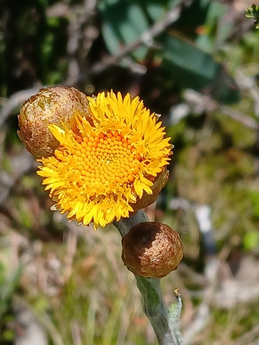Image of Podolepis robusta by (c) naturewatchwidow, some rights reserved (CC BY)