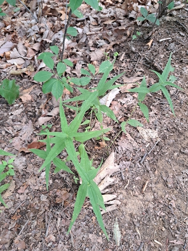 Image of Eupatorium sessilifolium by (c) Bob Schwartz, some rights reserved (CC BY)