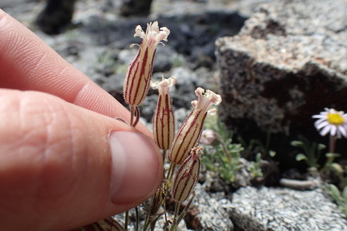 Image of Silene sargentii by (c) Martin Purdy, some rights reserved (CC BY)