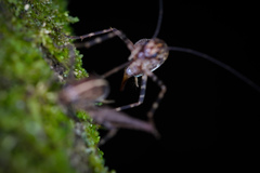 Pleioplectron hudsoni