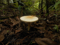 Verrucosporaceae