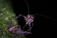 Pleioplectron hudsoni