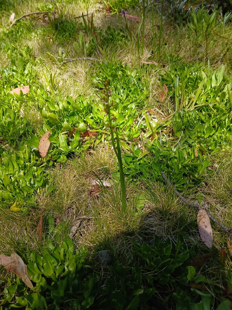 Prasophyllum alpinum