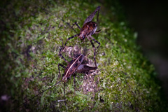 Pleioplectron hudsoni