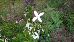Bouvardia longiflora