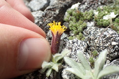 Raillardella argentea
