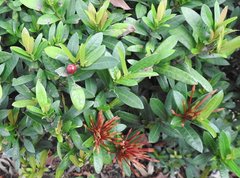 Ixora chinensis