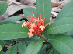 Ixora chinensis