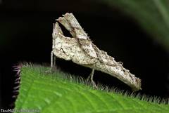 Erianthus versicolor