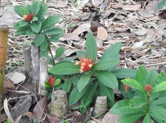 Ixora chinensis