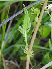 Packera pseudaurea pseudaurea
