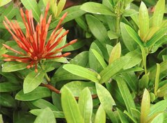 Ixora chinensis