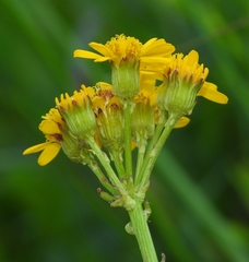 Packera pseudaurea pseudaurea