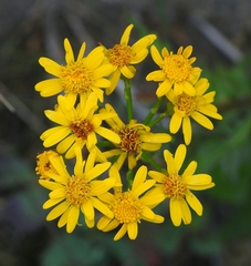 Packera pseudaurea pseudaurea