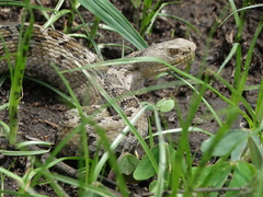 Crotalus ravus