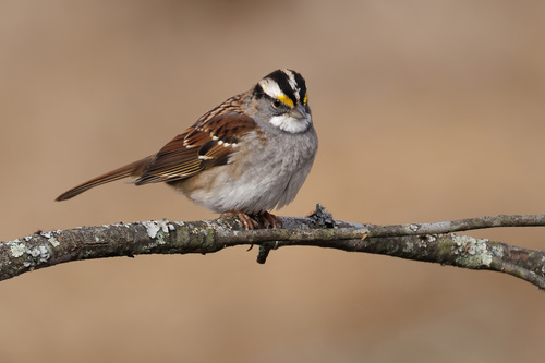Chingolo gorjiblanco (Zonotrichia albicollis)