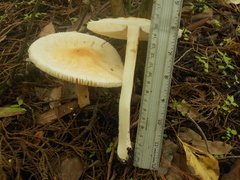 Verrucosporaceae