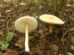 Verrucosporaceae