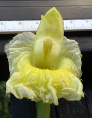 Dimerocostus