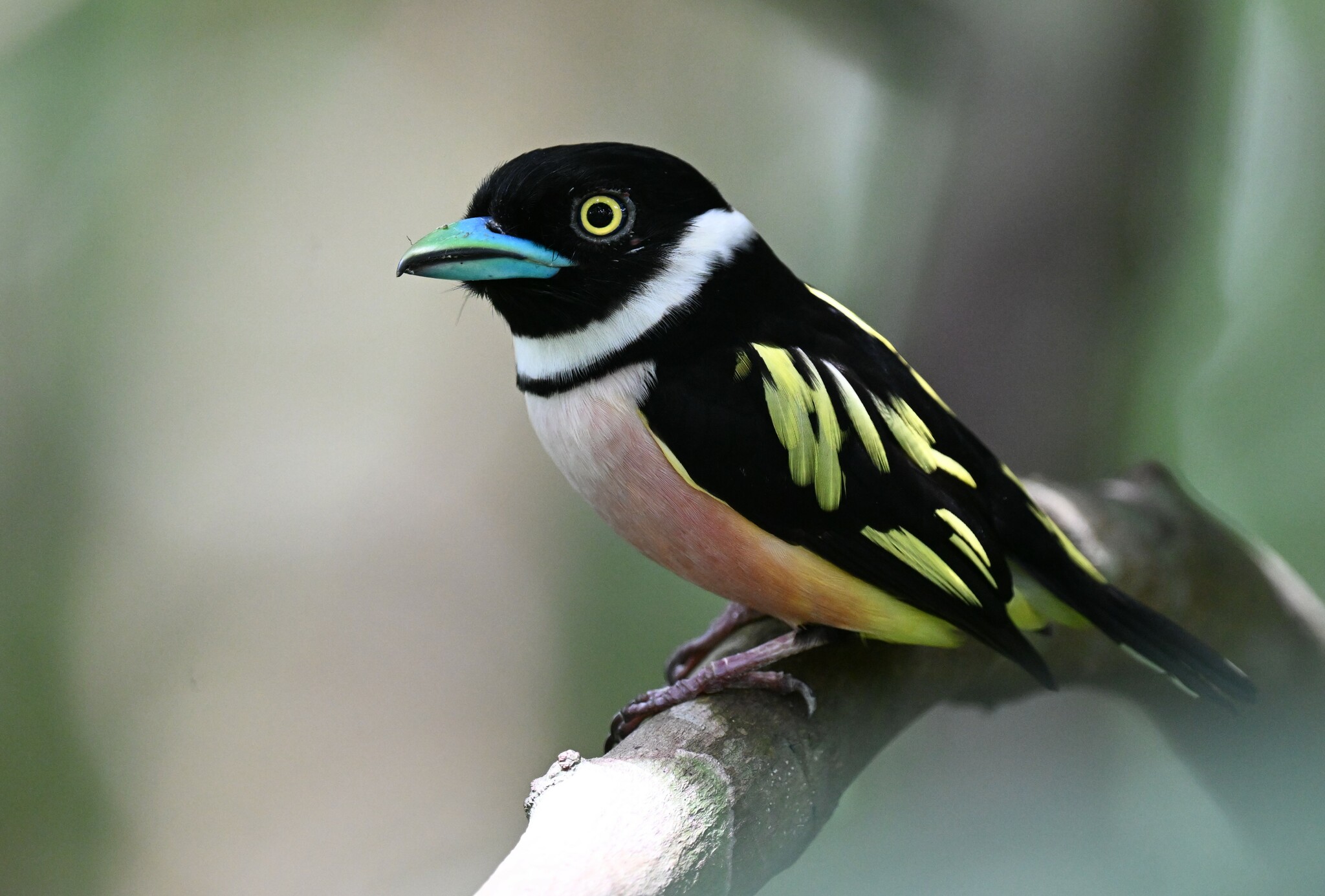 Black-and-yellow Broadbill