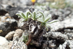 Raillardella argentea
