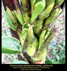 Dimerocostus