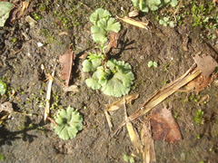 Riccia crystallina