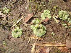 Riccia crystallina