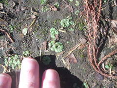 Riccia crystallina